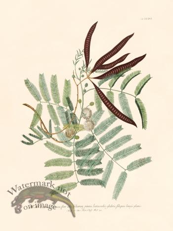 Trew Botanical 36